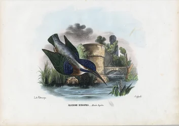 Martín pescador común, 1863-79